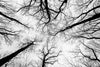 Stimulating the Vagus Nerve with Sound—What's Really Possible?
