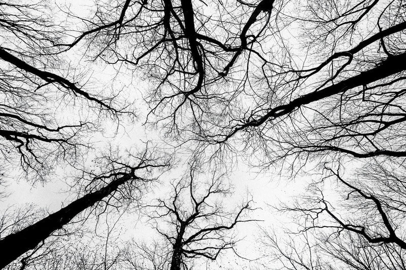 Stimulating the Vagus Nerve with Sound—What's Really Possible?